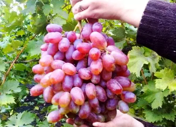 Description of the Julian grape variety and its advantages