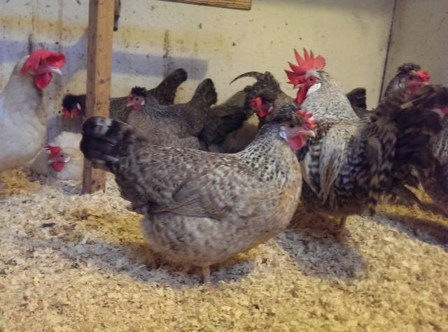 Description of the Legbar chicken breed, features + photo