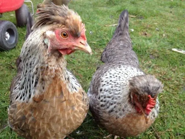 Description of the Legbar chicken breed, features + photo