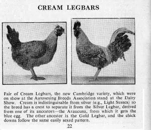 Description of the Legbar chicken breed, features + photo