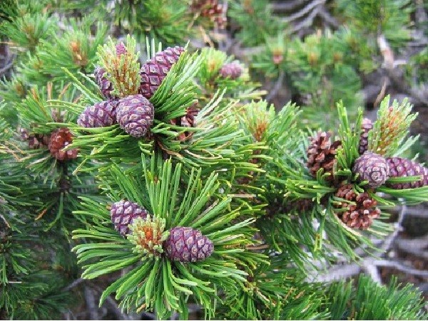 Description of the mountain pine Pumilio