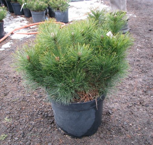 Description of the mountain pine Pumilio