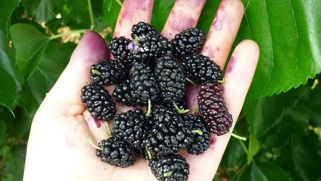 Description of the mulberry variety Black Baroness