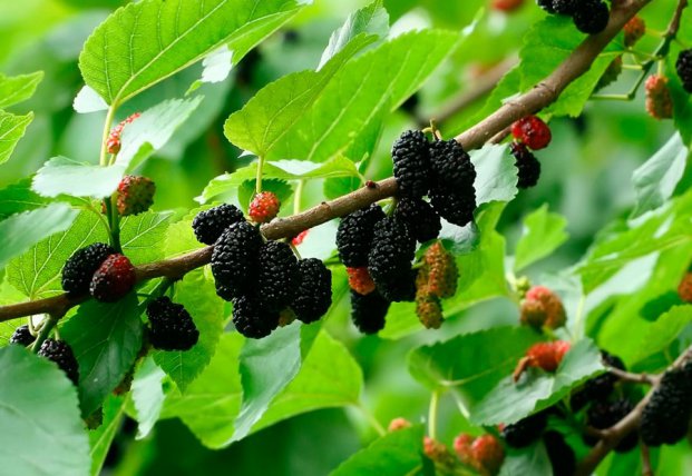 Description of the mulberry variety Black Baroness