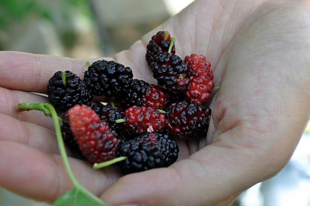 Description of the mulberry variety Black Baroness