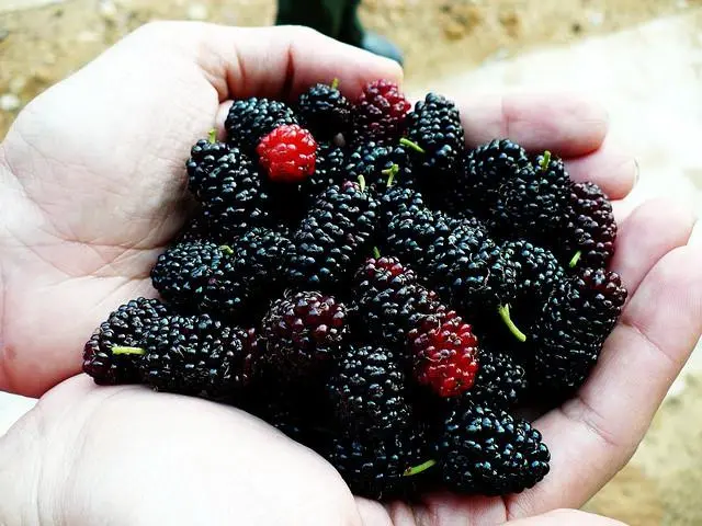 Description of the mulberry variety Black Baroness