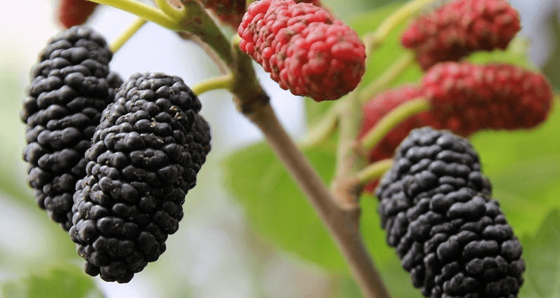 Description of the mulberry variety Black Baroness