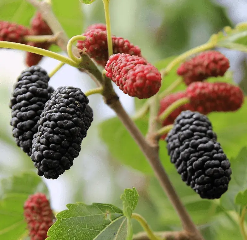 Description of the mulberry variety Black Baroness