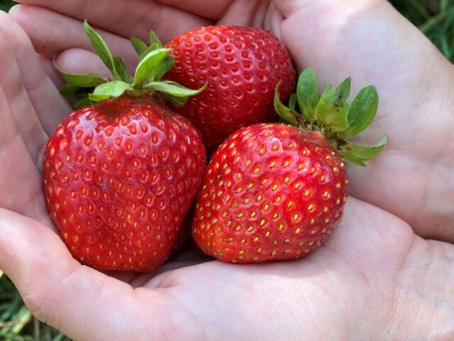 Description of the strawberry variety Florida Beauty (Florida Beauty)