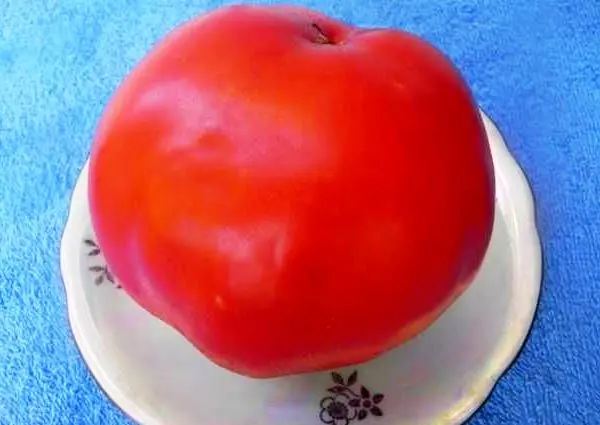 Description of the tomato variety Bears paw and its advantages