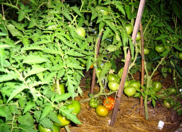 Description of the tomato variety Bears paw and its advantages