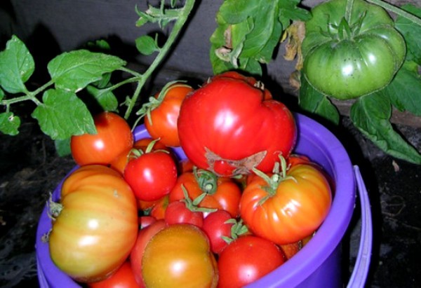 Description of the tomato variety Bears paw and its advantages