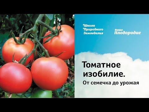 Description of the tomato variety Bears paw and its advantages