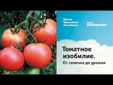 Description of the tomato variety Bears paw and its advantages