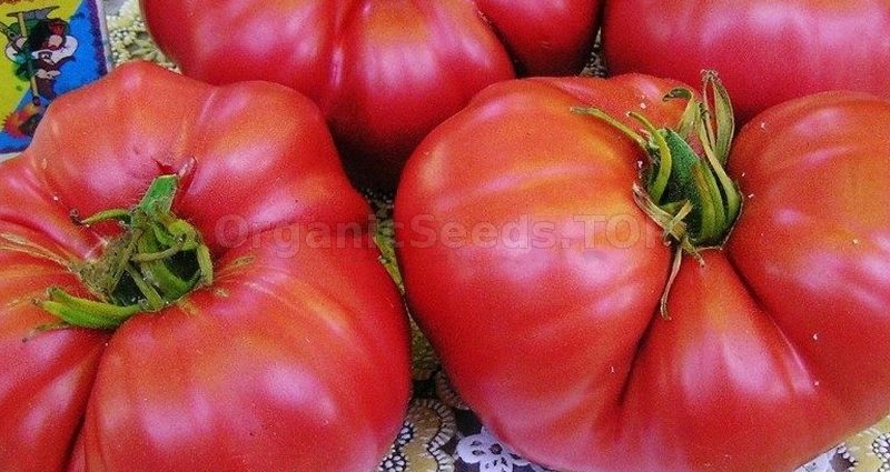 Description of the tomato variety Bear&#8217;s paw and its advantages