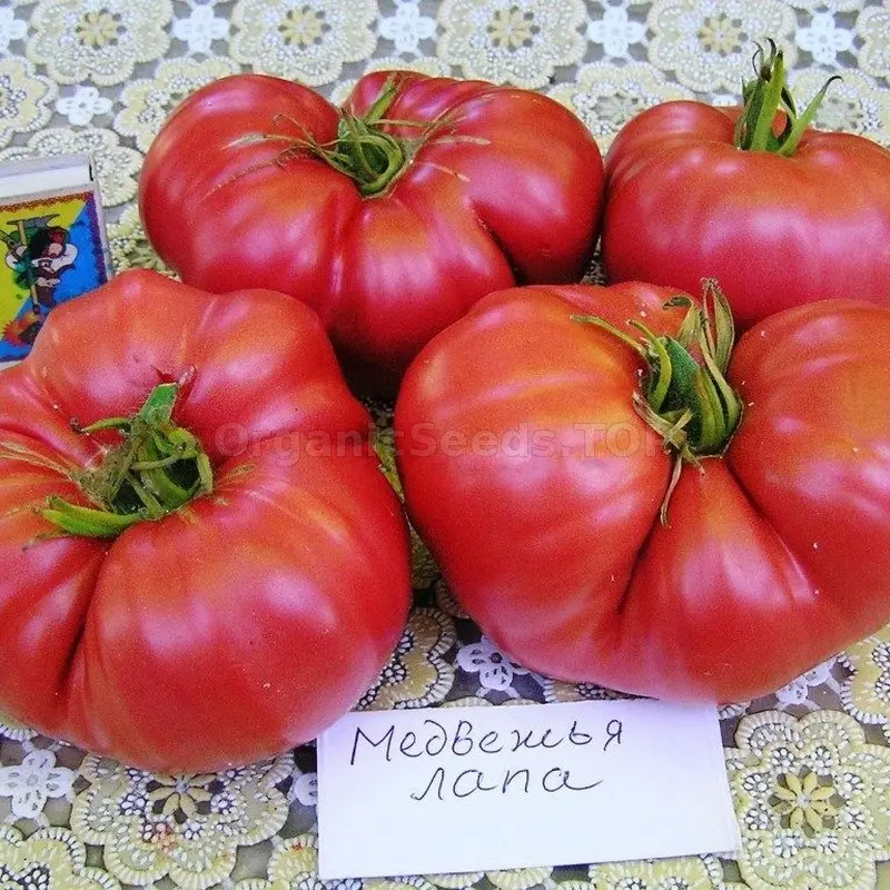 Description of the tomato variety Bear&#8217;s paw and its advantages