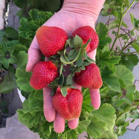 Description of the variety and photo of strawberries Flair (Fleur)