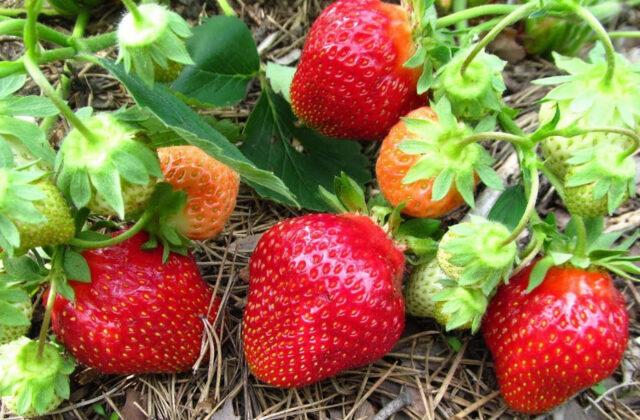 Description of the variety and photo of strawberries Flair (Fleur)