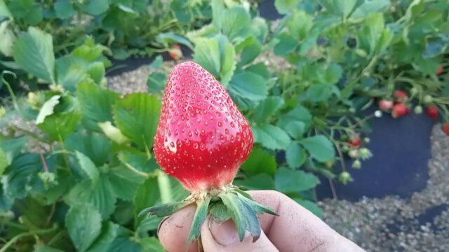 Description of the variety and photo of strawberries Flair (Fleur)