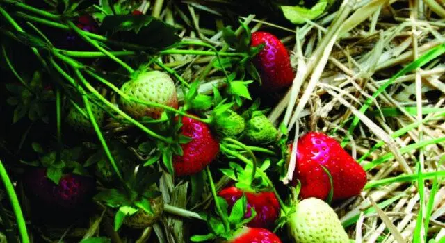 Description of the variety and photo of strawberries Flair (Fleur)