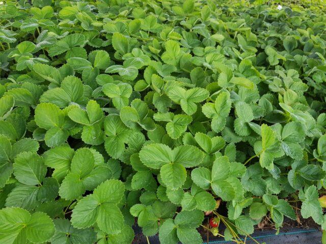 Description of the variety and photo of strawberries Flair (Fleur)