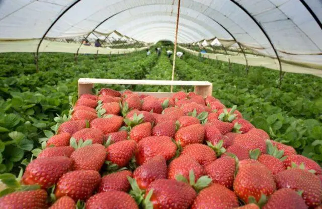 Description of the variety and photo of strawberries Flair (Fleur)