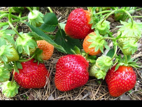 Description of the variety and photo of strawberries Flair (Fleur)