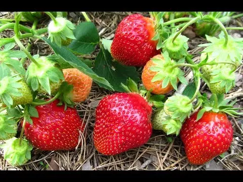 Description of the variety and photo of strawberries Flair (Fleur)