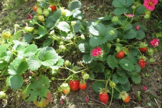 Description of the variety of ampelous strawberries Tristan (Tristan) F1