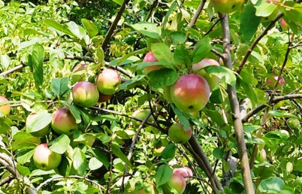 Description of the variety of apple trees Orlovsky Pioneer with a photo