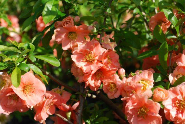 Description of the variety of Japanese quince Cameo (Cameo)