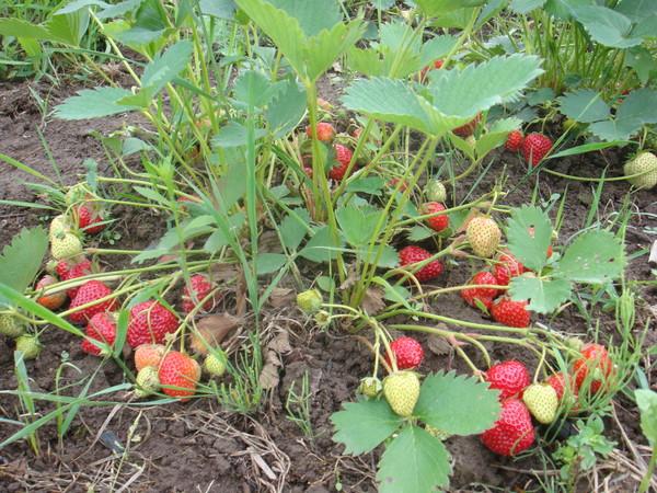 Description of the variety of remontant strawberries Braiton (Brighton)