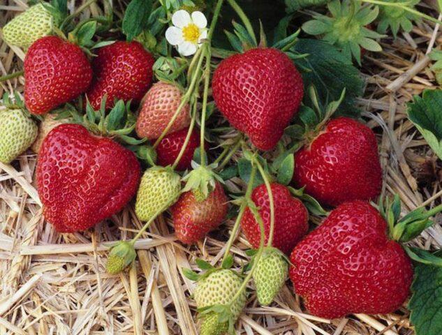 Description of the variety of remontant strawberries Braiton (Brighton)