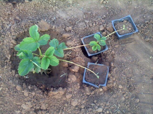 Description of the variety of remontant strawberries Braiton (Brighton)