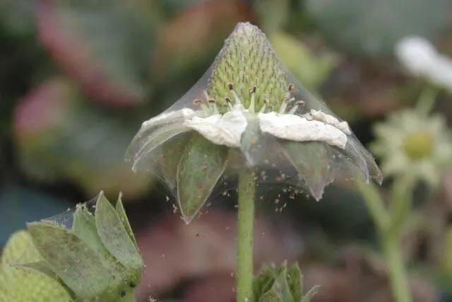 Description of the variety of remontant strawberries Braiton (Brighton)