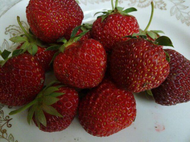 Description of the variety of remontant strawberries Charlotte (Charlotte)