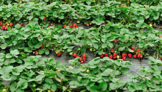 Description of the variety of remontant strawberries Charlotte (Charlotte)