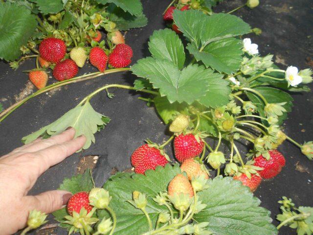 Description of the variety of remontant strawberries Charlotte (Charlotte)