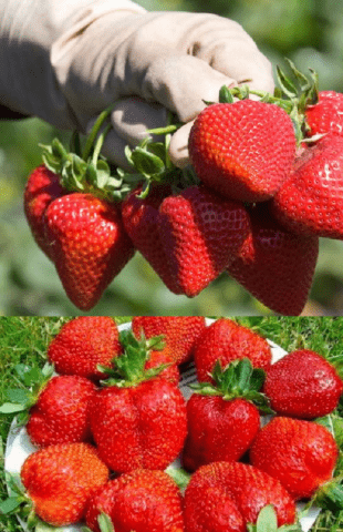 Description of the variety of remontant strawberries Charlotte (Charlotte)