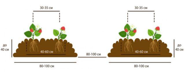 Description of the variety of remontant strawberries Charlotte (Charlotte)