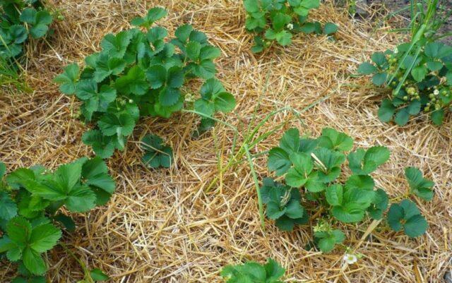 Description of the variety of remontant strawberries Charlotte (Charlotte)