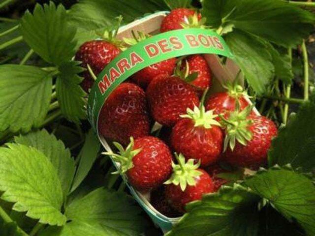 Description of the variety of remontant strawberries Mara des Bois (Mara de Bois)