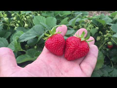 Description of the variety of remontant strawberries Mara des Bois (Mara de Bois)