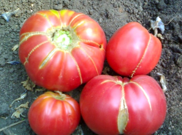 Description of the variety of tomatoes Babushkin secret with photos and videos