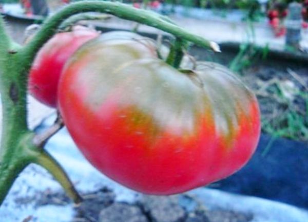 Description of the variety of tomatoes Babushkin secret with photos and videos