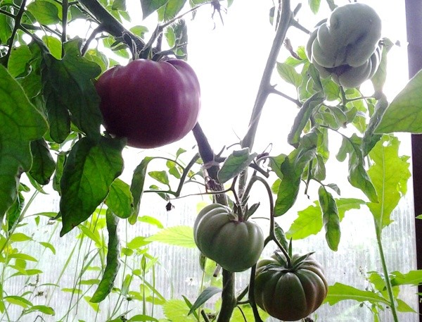 Description of the variety of tomatoes Babushkin secret with photos and videos