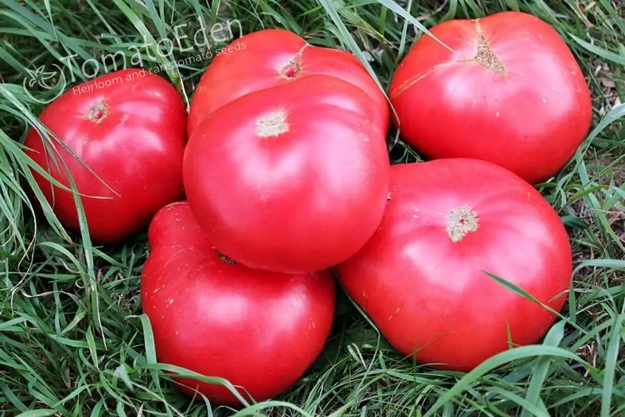 Description of the variety of tomatoes Babushkin secret with photos and videos