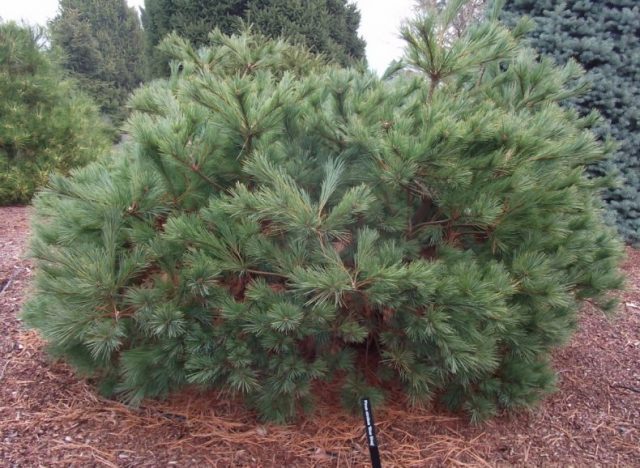 Description of the Weymouth pine