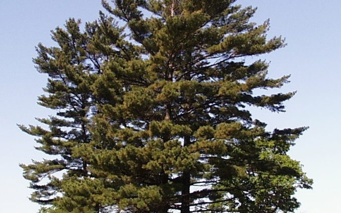 Description of the Weymouth pine