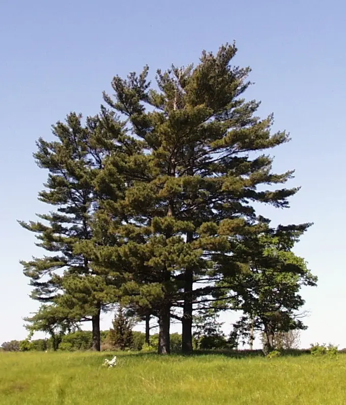 Description of the Weymouth pine